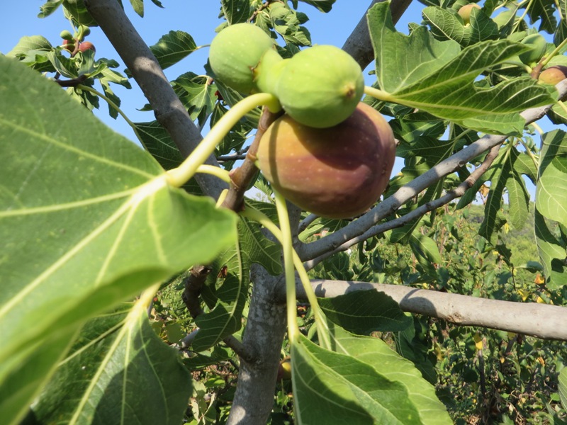 Brown turkey figs